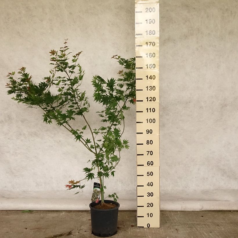 Exemplar von Ahorn North Wind - Acer pseudosieboldianum Topf mit 12L/15L wie im Sommer geliefert