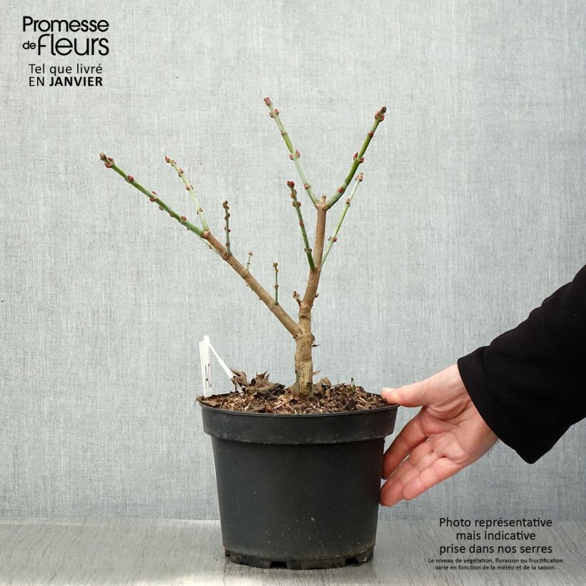 Exemplar von Érable du Japon - Acer shirasawanum Aureum Pot de 3L/4L wie im Winter geliefert