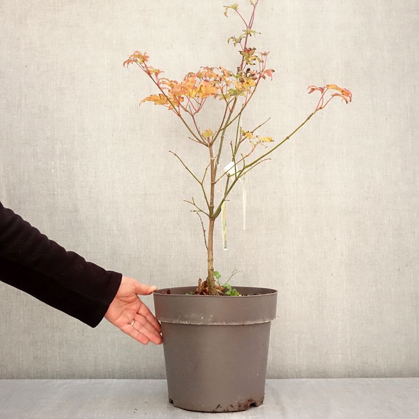 Exemplar von Japanischer Ahorn Autumn moon - Acer shirasawanum Topf mit 7,5L/10L wie im Herbst geliefert