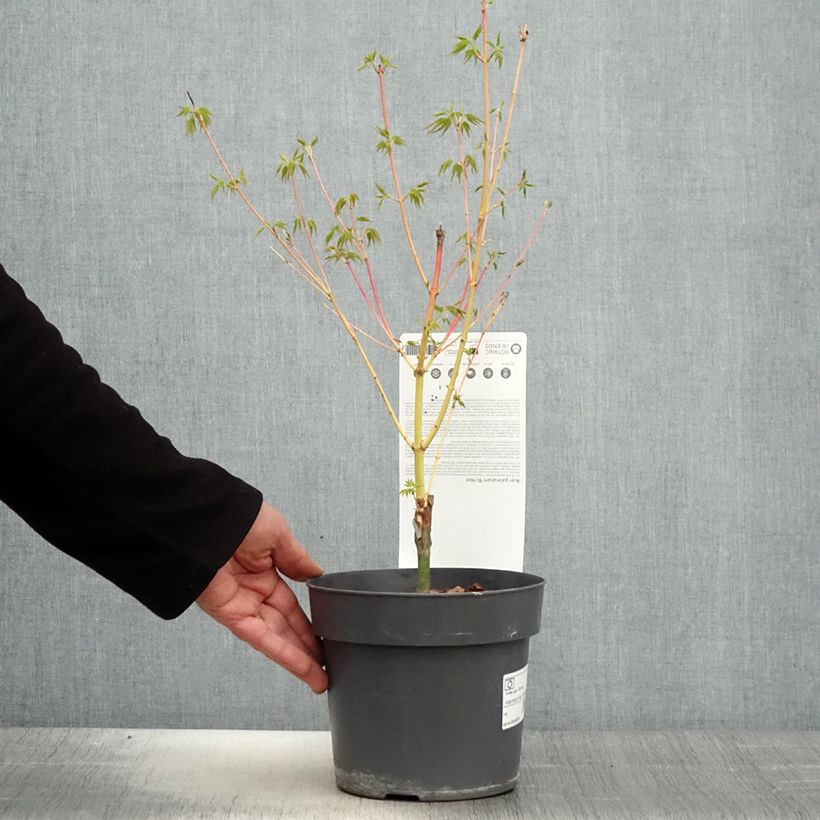 Exemplar von Fächerahorn Bi Hoo - Acer palmatum Topf mit 2L/3L wie im Frühjahr geliefert