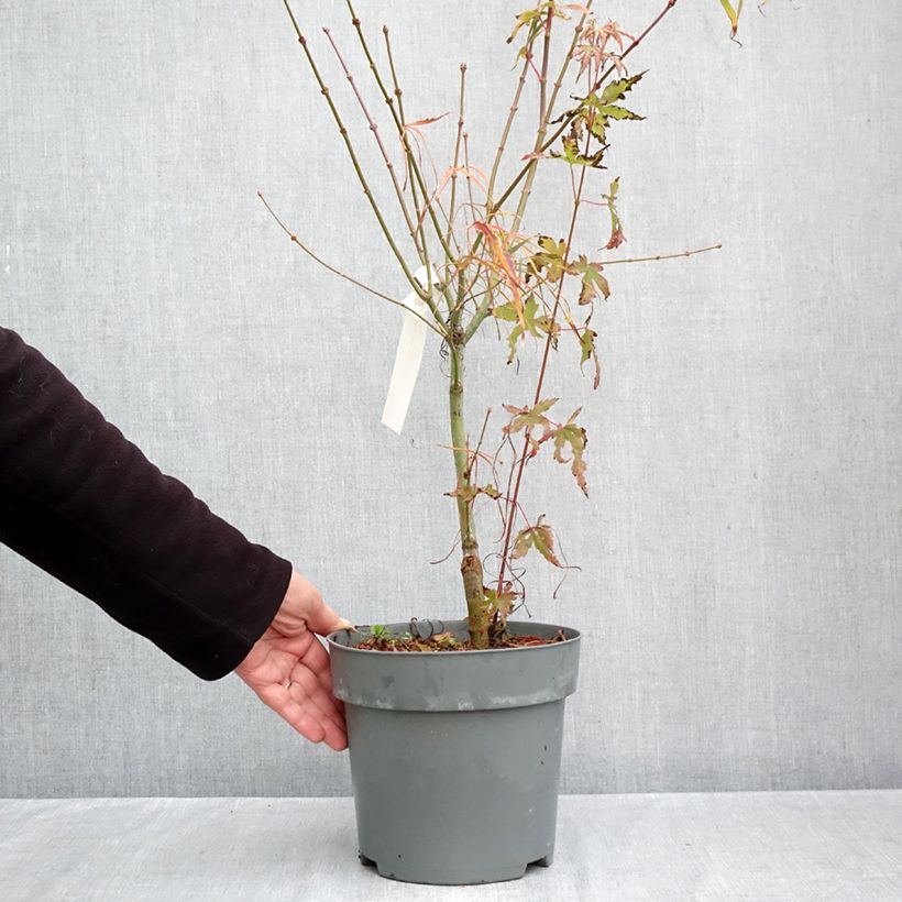 Exemplar von Fächerahorn Koto-No-Ito - Acer palmatum Topf mit 6L/7L wie im Herbst geliefert