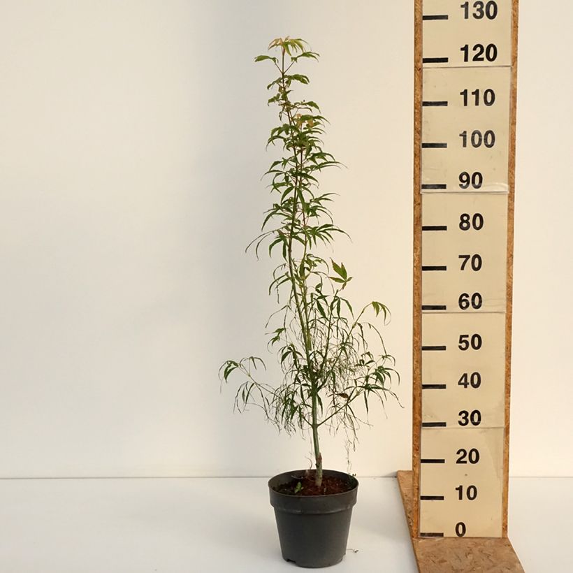Exemplar von Fächerahorn Koto-No-Ito - Acer palmatum Topf mit 6L/7L wie im Sommer geliefert