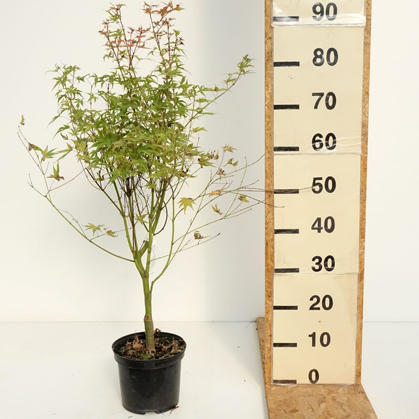 Exemplar von Acer palmatum Phoenix - Fächerahorn Topf mit 2L/3L wie im Sommer geliefert
