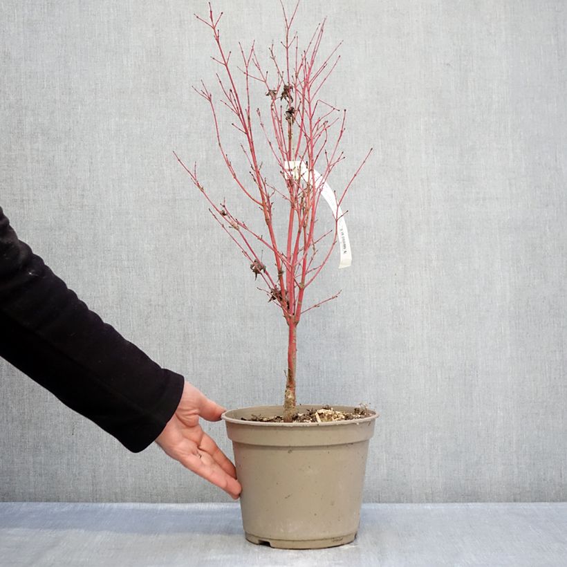 Exemplar von Fächerahorn Red Wood (Gepfropfte Pflanzen) - Acer palmatum Topf mit 4L/5L wie im Winter geliefert