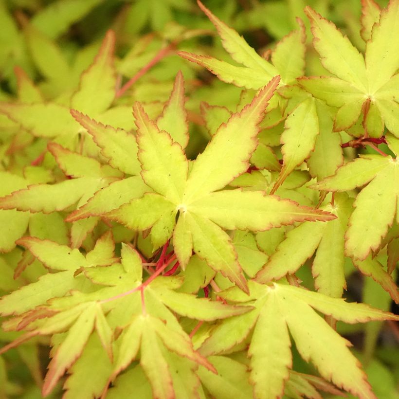 Fächerahorn Ueno Yama (Gepfropfte Pflanzen) - Acer palmatum (Laub)