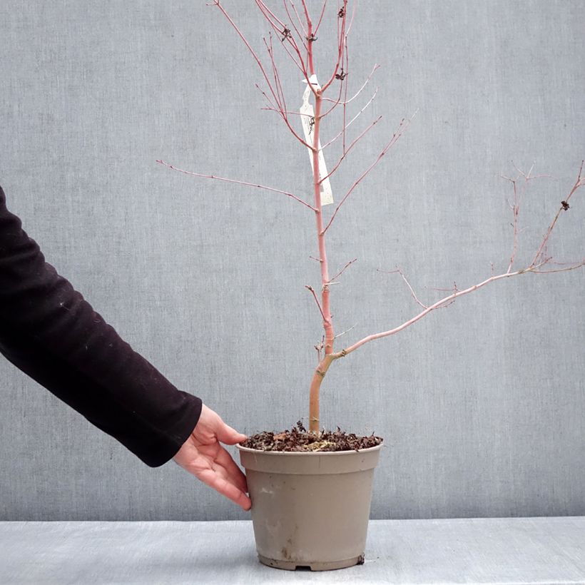 Exemplar von Fächerahorn Ueno Yama (Gepfropfte Pflanzen) - Acer palmatum Topf mit 4L/5L wie im Winter geliefert