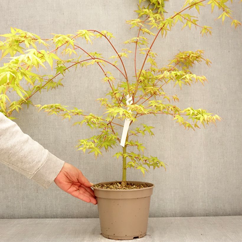 Exemplar von Fächerahorn Ueno Yama (Gepfropfte Pflanzen) - Acer palmatum Topf mit 4L/5L wie im Frühjahr geliefert