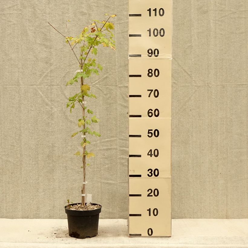 Exemplar von Acer Orientalia - Ahorn Topf mit 3L/4L wie im Herbst geliefert