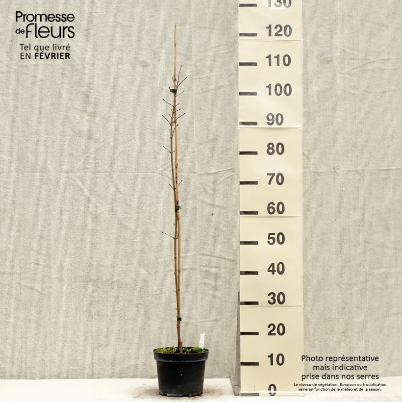 Exemplar von Acer Orientalia - Ahorn Topf mit 3L/4L wie im Winter geliefert