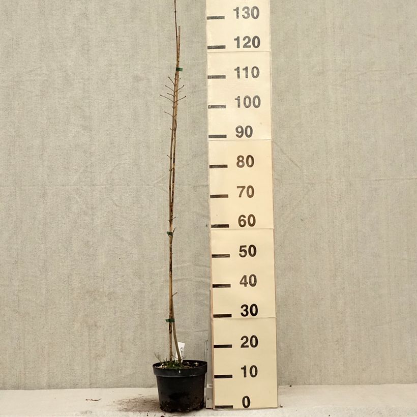 Exemplar von Acer Orientalia - Ahorn Topf mit 3L/4L wie im Frühjahr geliefert