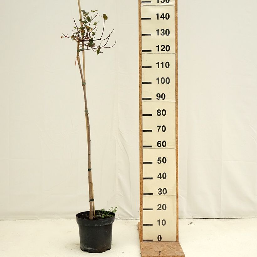 Exemplar von Acer Ample Surprise - Ahorn Topf mit 7,5L/10L, Stamm wie im Herbst geliefert