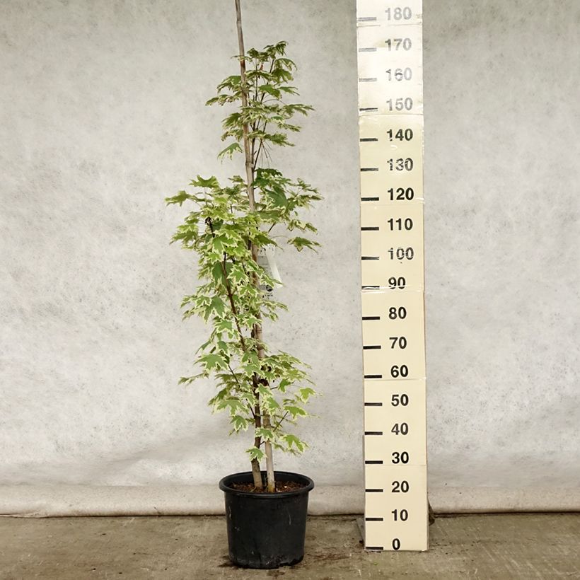 Exemplar von Spitz-Ahorn Drummondii - Acer platanoides Topf mit 12L/15L, Stämmchen wie im Sommer geliefert