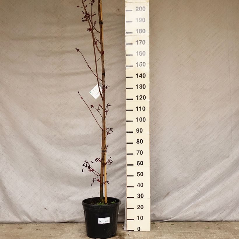 Exemplar von Spitz-Ahorn Crimson King - Acer platanoides Topf mit 20L/25L wie im Frühjahr geliefert