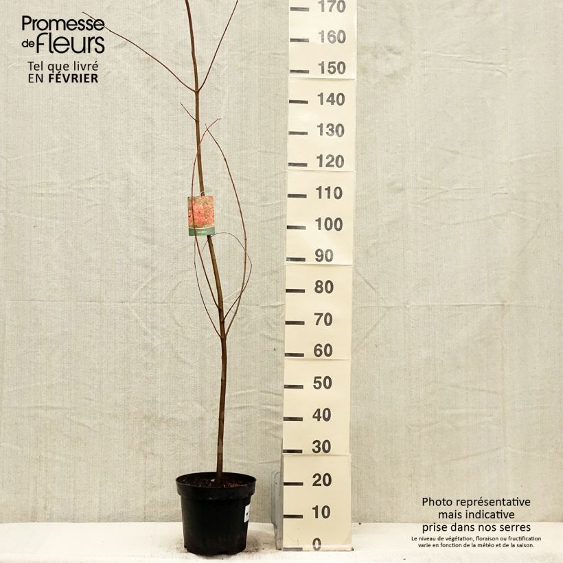 Exemplar von Rot-Ahorn - Acer rubrum Topf mit 7,5L/10L wie im Winter geliefert