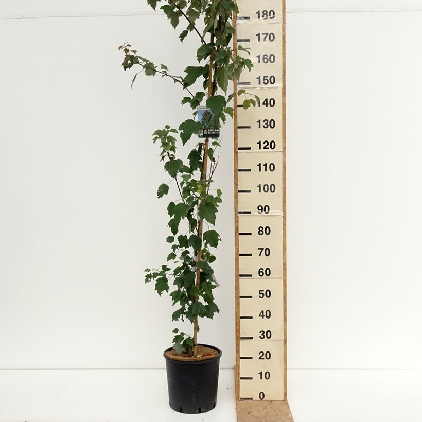 Exemplar von Rot-Ahorn Summer Red - Acer rubrum Topf mit 12L/15L wie im Sommer geliefert