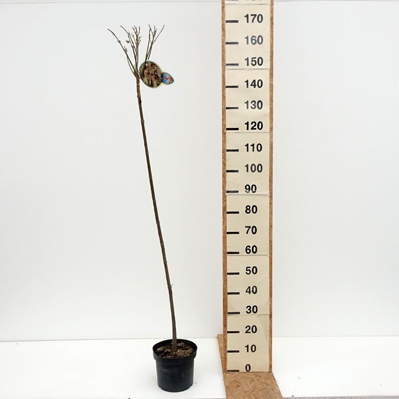 Exemplar von Berg-Ahorn Brilliantissimum - Acer pseudoplatanus Topf mit 4L/5L wie im Herbst geliefert