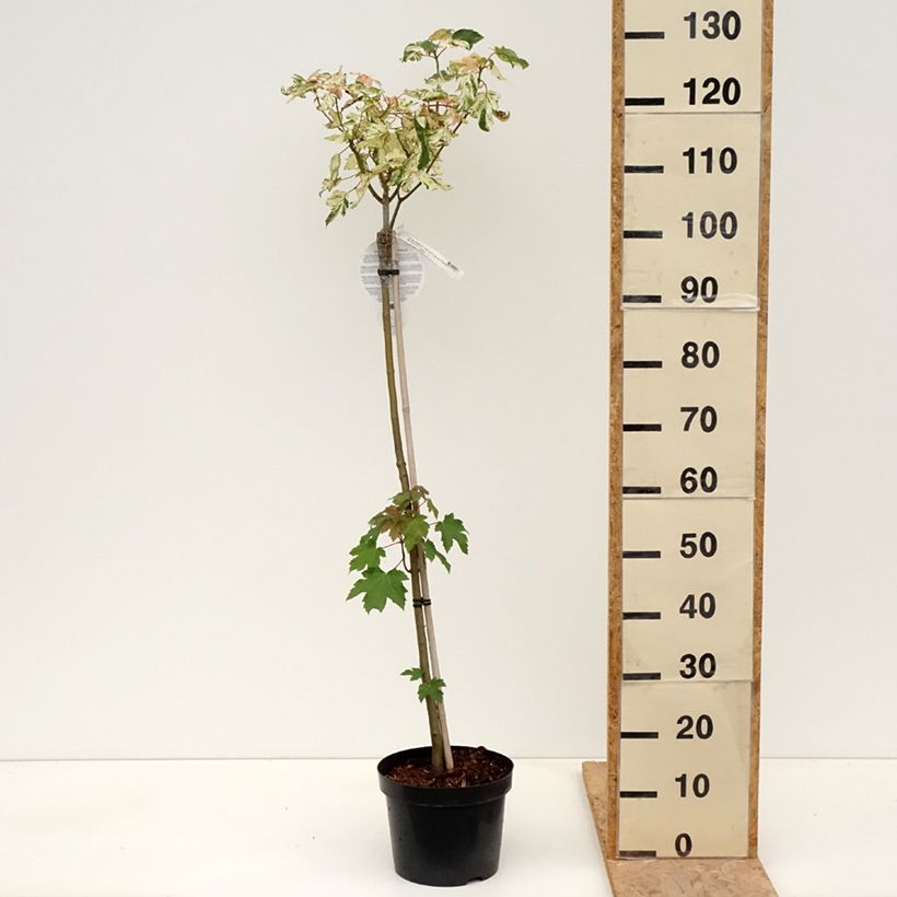 Exemplar von Berg-Ahorn Simon-Louis Frères - Acer pseudoplatanus Topf mit 4L/5L wie im Frühjahr geliefert