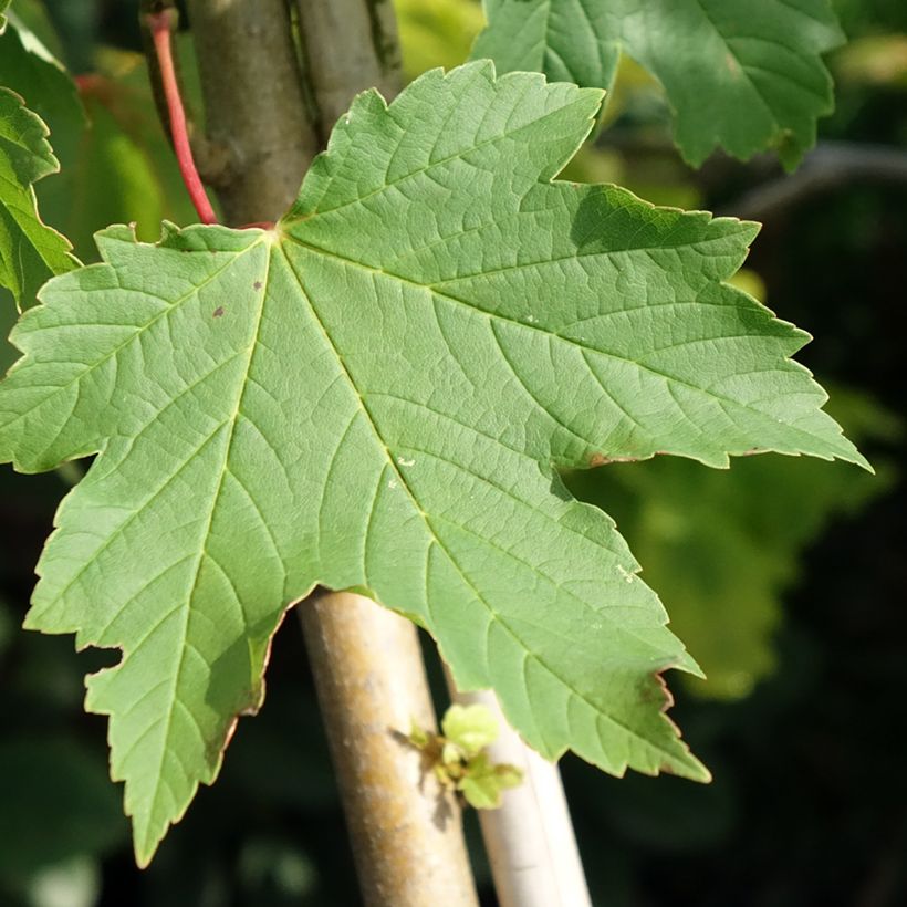 Berg-Ahorn Simon-Louis Frères - Acer pseudoplatanus (Laub)