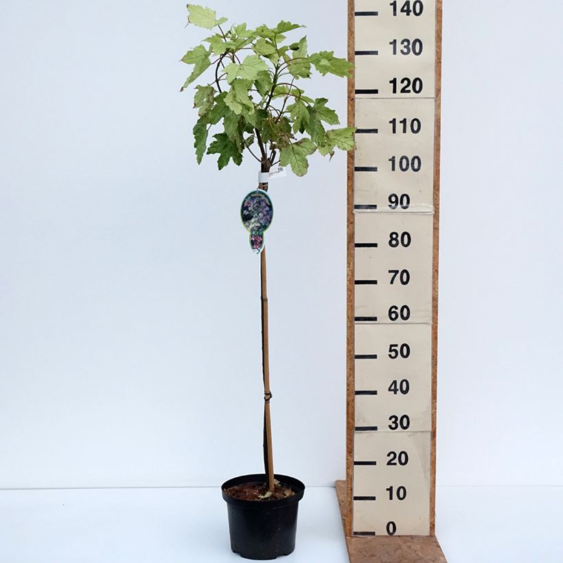 Exemplar von Berg-Ahorn Simon-Louis Frères - Acer pseudoplatanus Topf mit 4L/5L wie im Herbst geliefert