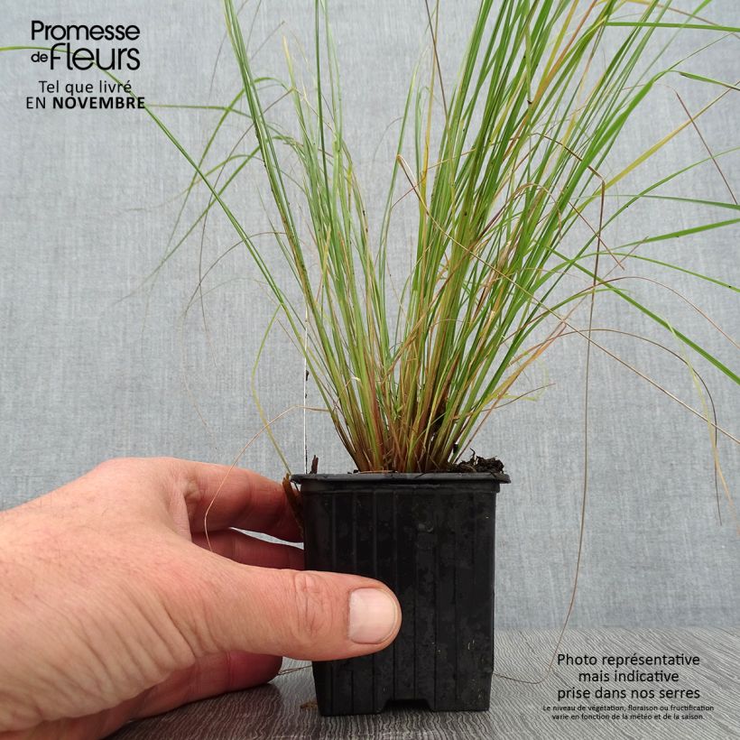 Exemplar von Eragrostis curvula - Schwachgekrümmtes Liebesgras Kleine Töpfe von 8/9 cm wie im Herbst geliefert