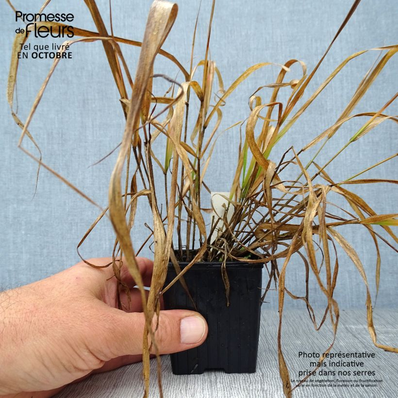 Exemplar von Eragrostis spectabilis - Purpur-Liebesgras Kleine Töpfe von 8/9 cm wie im Herbst geliefert
