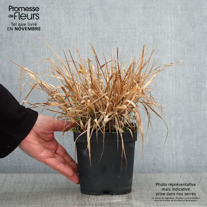 Exemplar von Eragrostis spectabilis - Purpur-Liebesgras Topf mit 1,5L/2L wie im Herbst geliefert