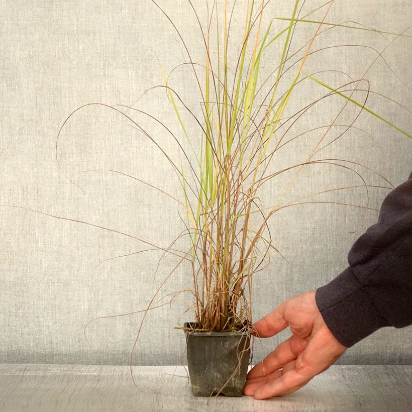 Exemplar von Eragrostis trichodes - Sand-Liebesgras Kleine Töpfe von 8/9 cm wie im Herbst geliefert