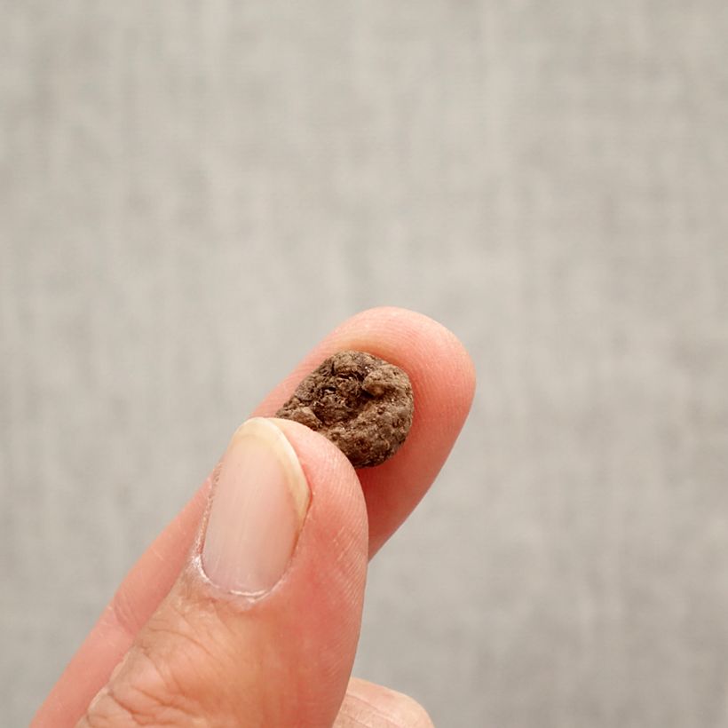 Exemplar von Eranthis cilicica - Türkischer Winterling Zwiebel Kaliber/Größe 4+ wie im Frühjahr geliefert