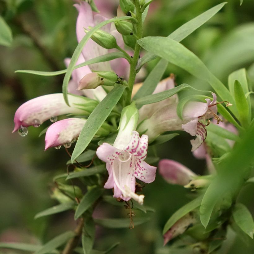 Eremophila laanii - Emustrauch (Blüte)