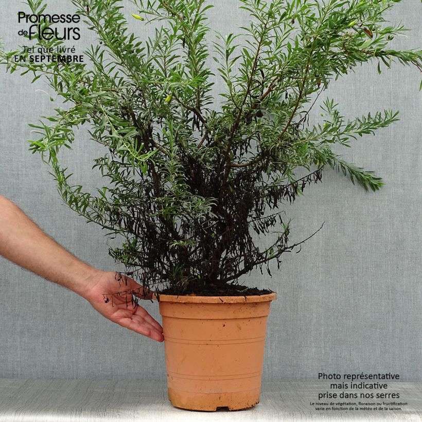Exemplar von Eremophila maculata Aurea - Emustrauch Topf mit 7,5L/10L wie im Herbst geliefert