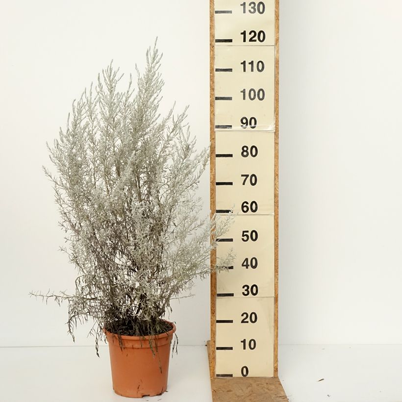 Exemplar von Eremophila nivea - Emustrauch Topf mit 3L/4L wie im Herbst geliefert