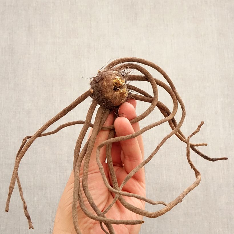 Exemplar von Eremurus Brun - Steppenkerze Zwiebel Kaliber/Größe I wie im Frühjahr geliefert