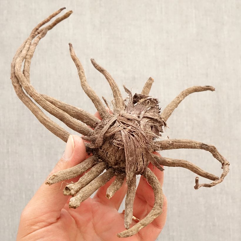 Exemplar von Eremurus Cléopatra - Steppenkerze Zwiebel Kaliber/Größe I wie im Frühjahr geliefert