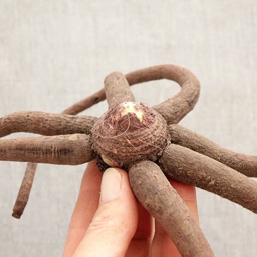 Exemplar von Eremurus stenophyllus Moneymaker - Steppenkerze Zwiebel Kaliber/Größe I wie im Frühjahr geliefert