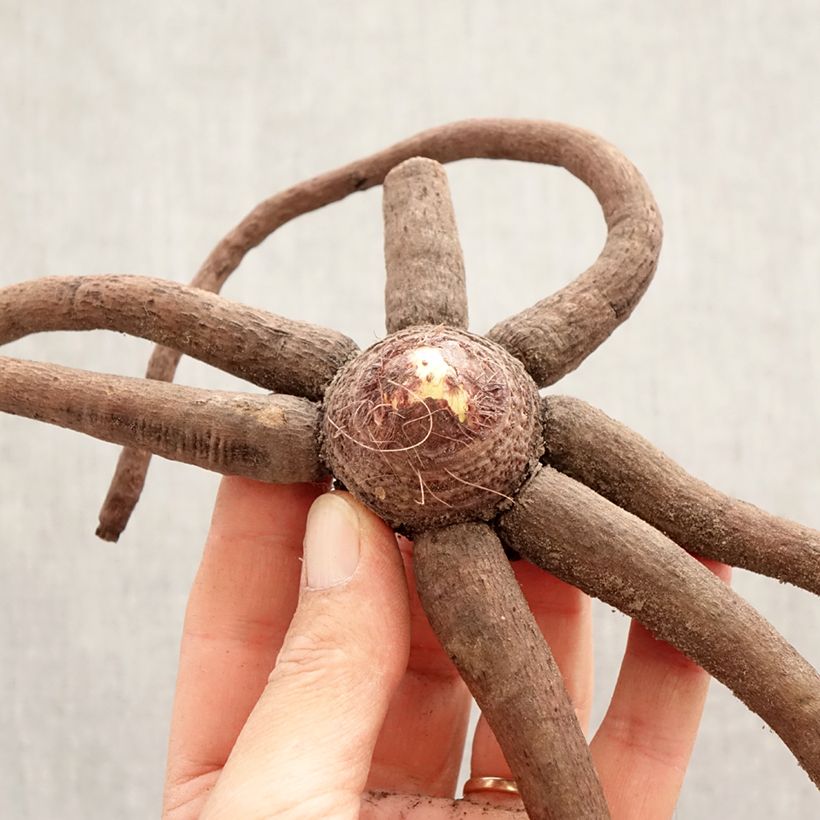 Exemplar von Eremurus Pinokkio - Steppenkerze Zwiebel Kaliber/Größe I wie im Frühjahr geliefert