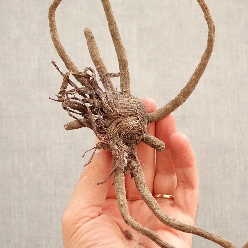 Exemplar von Eremurus Tap Dance - Steppenkerze Zwiebel Kaliber/Größe I wie im Frühjahr geliefert