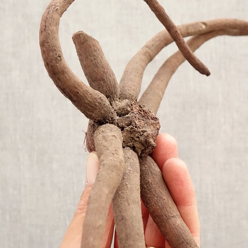 Exemplar von Eremurus White Beauty Favourite - Steppenkerze Zwiebel Kaliber/Größe I wie im Frühjahr geliefert