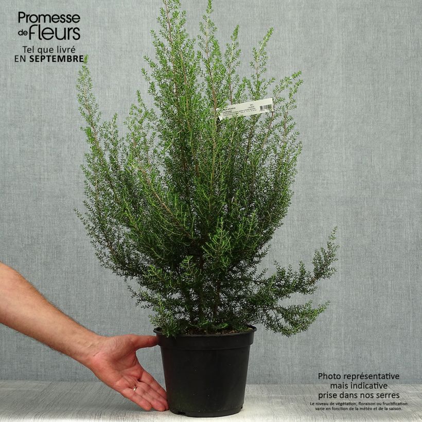 Exemplar von Heidekraut - Erica canaliculata Topf mit 4L/5L wie im Herbst geliefert