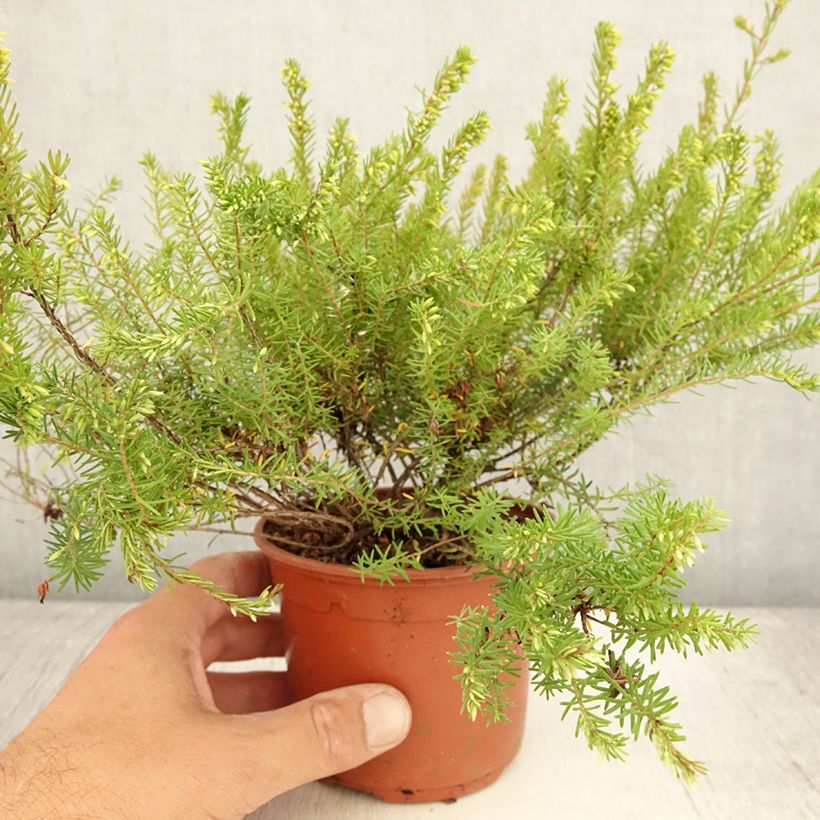 Exemplar von Winterblühende Heide Darley Dale - Erica darleyensis Topf mit 1L/1,5L wie im Sommer geliefert