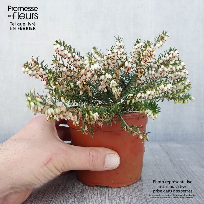 Exemplar von Winterblühende Heide Darley Dale - Erica darleyensis Topf mit 1L/1,5L wie im Winter geliefert