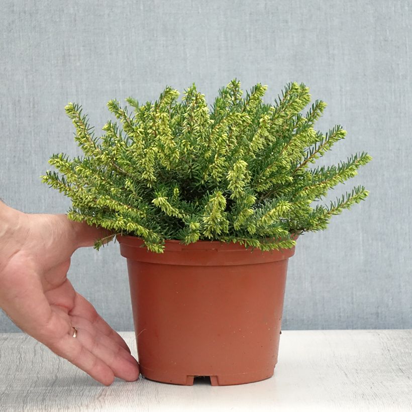 Exemplar von Winterblühende Heide Darley Dale - Erica darleyensis Topf mit 2L/3L wie im Sommer geliefert
