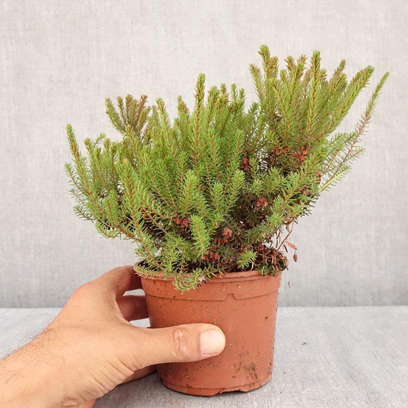 Exemplar von Winterblühende Heide Lea - Erica darleyensis Topf mit 1L/1,5L wie im Sommer geliefert