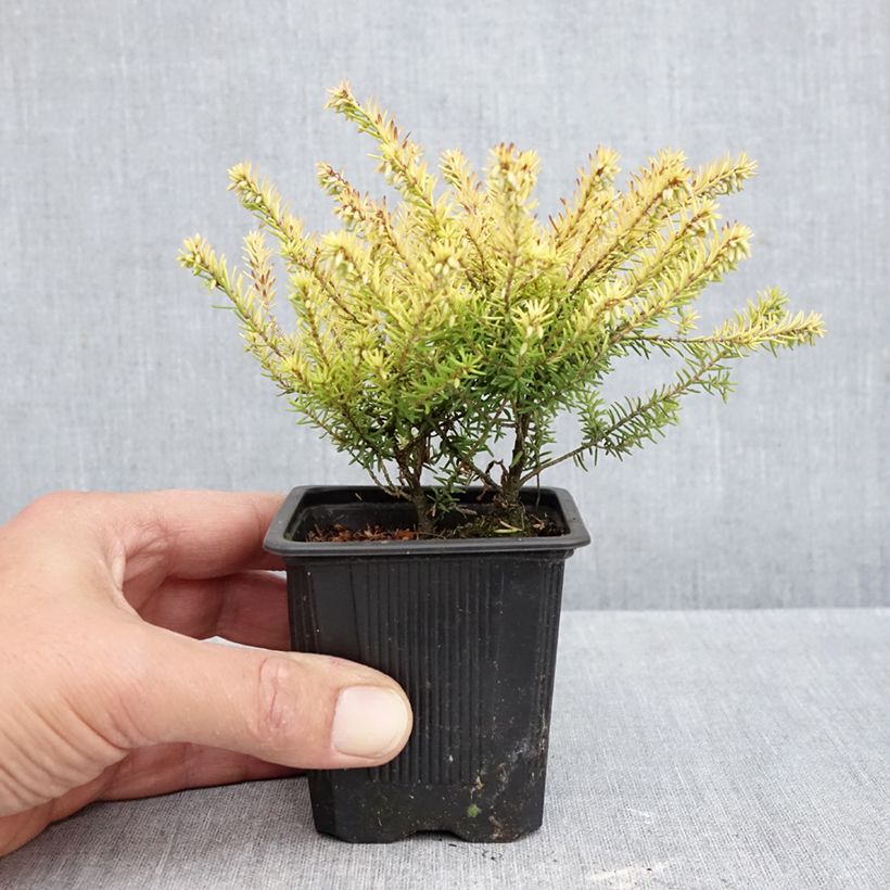 Exemplar von Winterblühende Heide Marie Helen - Erica darleyensis Kleine Töpfe von 8/9 cm wie im Herbst geliefert