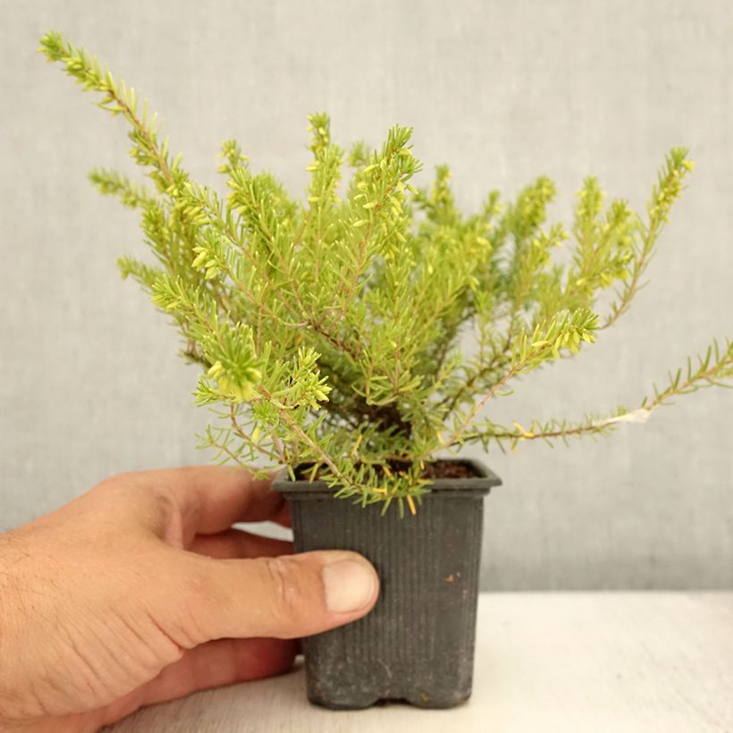 Exemplar von Winterblühende Heide White Glow - Erica darleyensis Kleine Töpfe von 8/9 cm wie im Sommer geliefert