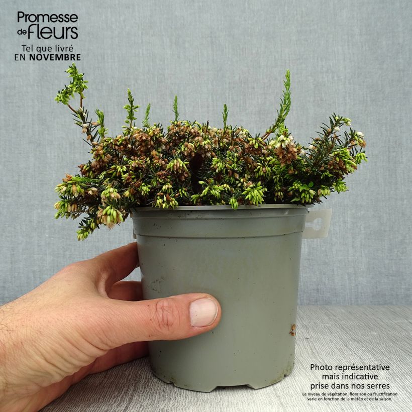 Exemplar von Winterblühende Heide White Perfection - Erica darleyensis Kleine Töpfe von 8/9 cm wie im Herbst geliefert