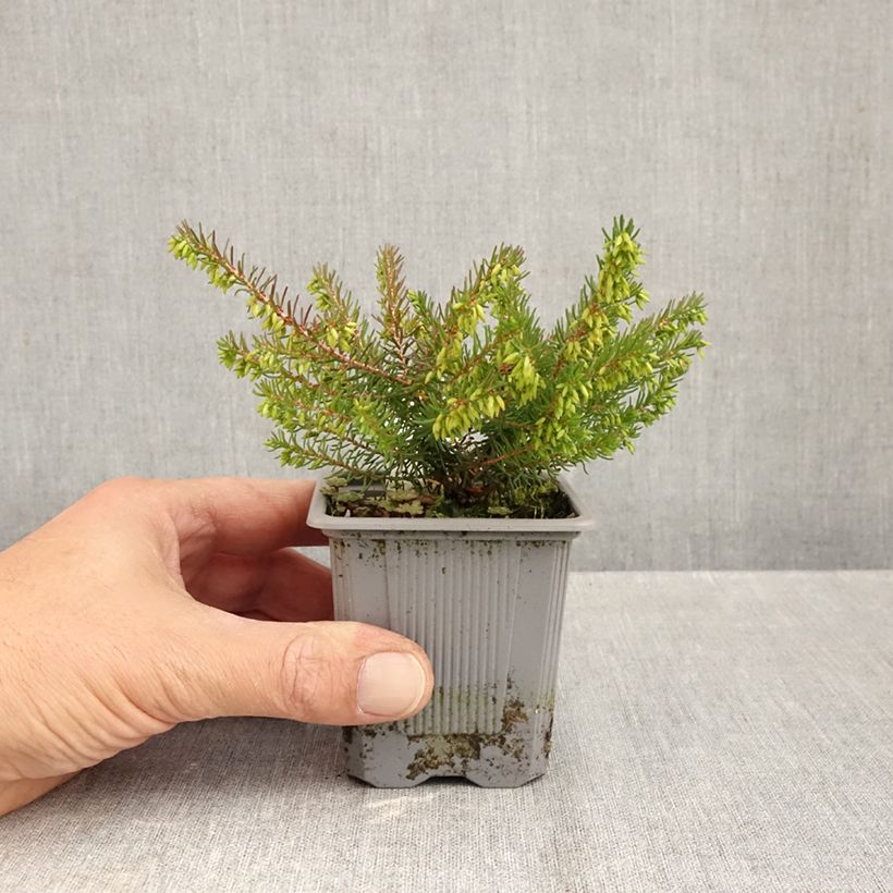 Exemplar von Winterblühende Heide Spring Surprise - Erica darleyensis Kleine Töpfe von 8/9 cm wie im Herbst geliefert