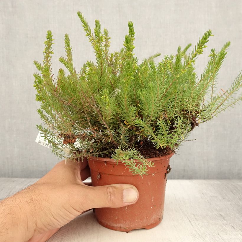 Exemplar von Winterblühende Heide Spring Surprise - Erica darleyensis Topf mit 1L/1,5L wie im Sommer geliefert