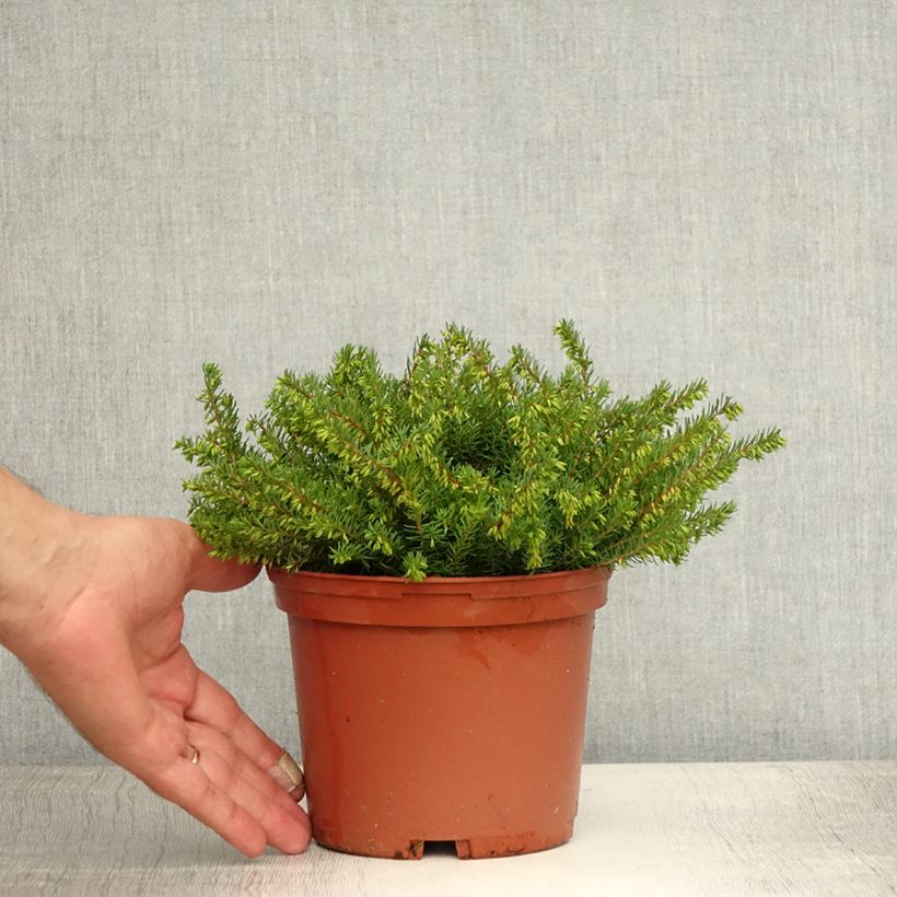 Exemplar von Winterblühende Heide Spring Surprise - Erica darleyensis Topf mit 2L/3L wie im Sommer geliefert