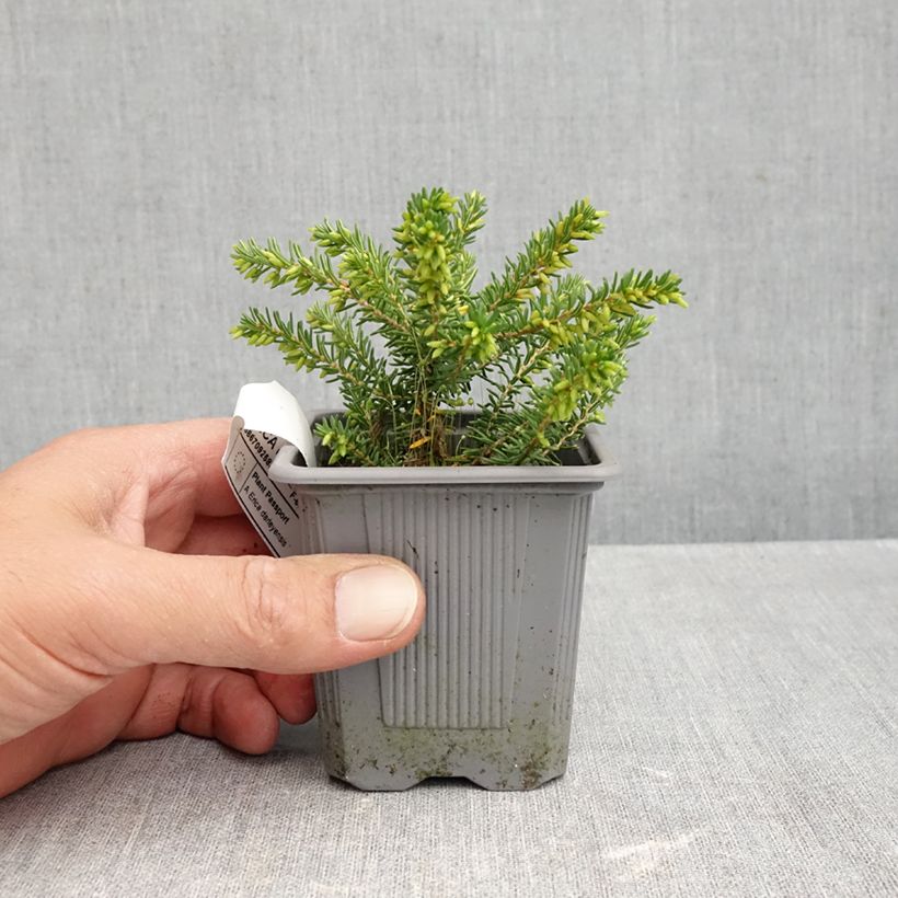 Exemplar von Winterblühende Heide Winter Belles Katia - Erica darleyensis Kleine Töpfe von 8/9 cm wie im Herbst geliefert