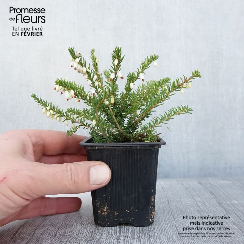 Exemplar von Winterblühende Heide Winter Belles Katia - Erica darleyensis Kleine Töpfe von 8/9 cm wie im Winter geliefert